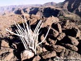 Ceropegia fusca, Barranco de Tirajana, Gran Canaria