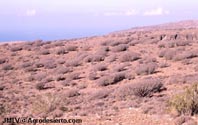 Comunidades de Euphorbias en Gran Canaria