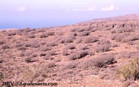 Comunidades de Euphorbias en Gran Canaria