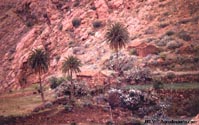 Caseros con Phoenix canariensis en el Centro - Oeste. Gran Canaria