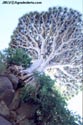 Dracaena draco en risco, Pino Santo, Santa Brgida, Gran Canaria