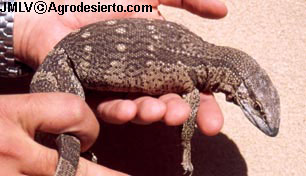 Varanus albigularis albigularis. Transvaal. Sudfrica.