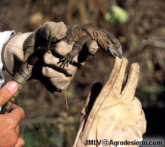 Varanus albigularis albigularis. Transvaal. Sudfrica.