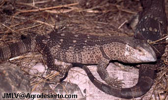 Varanus albigularis albigularis. Transvaal. Sudfrica.